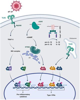 Cytomegaloviruses and Macrophages—Friends and Foes From Early on?